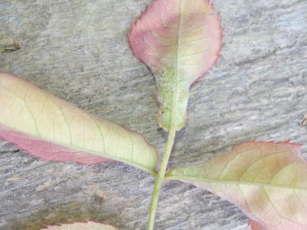 Почему засыхают кусты малины