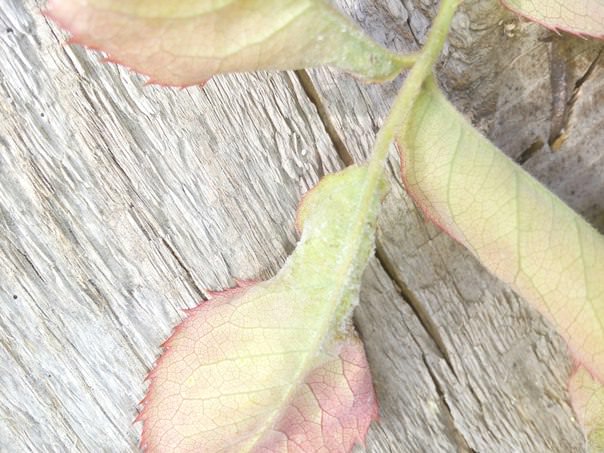 Почему засыхают кусты малины