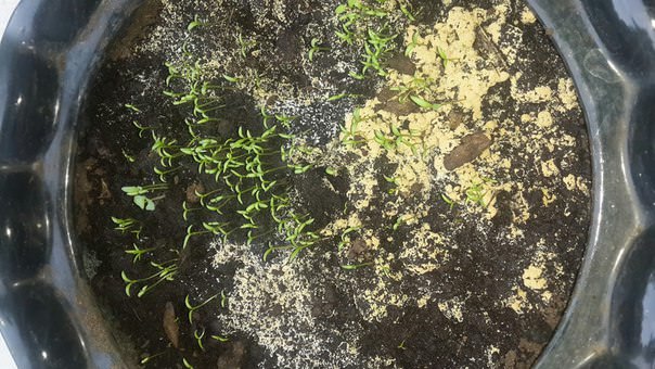 Что делать, если на земле появился налет