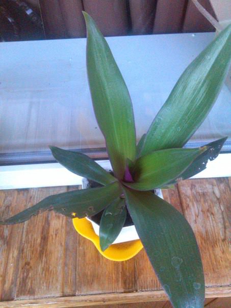 Что за вредитель портит листья цветов