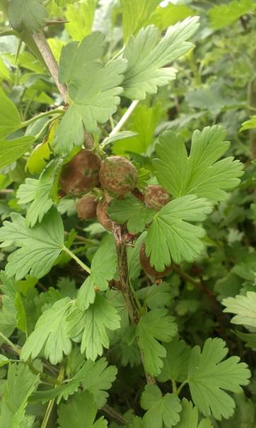 Что с моим крыжовником и какие меры можно предпринять