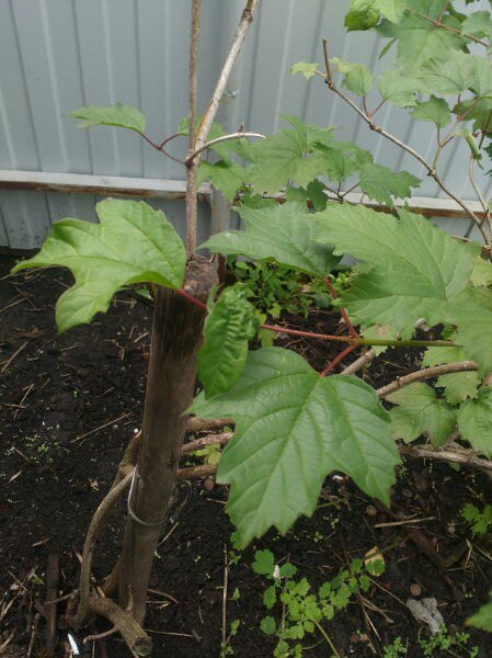 Почему у черешни вянут листья, а у калины закручиваются