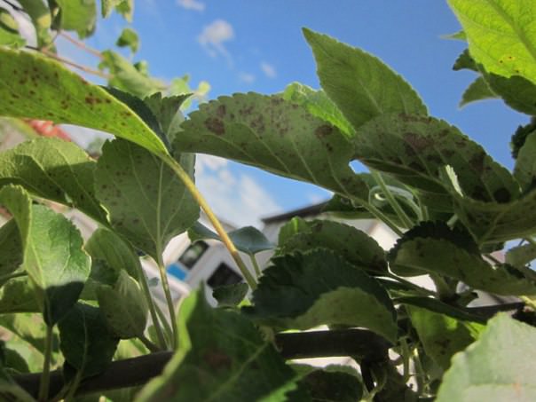 Почему на листьях яблони появились пятна