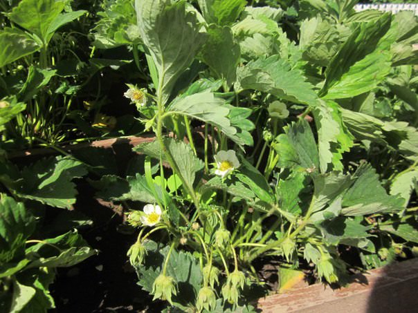 Почему на листьях яблони появились пятна