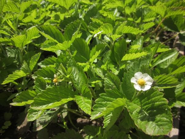 Почему на листьях яблони появились пятна