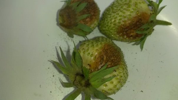 Как спасти ягоды клубники от гниения