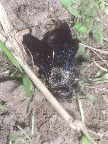 Что это за насекомое и как с ним бороться