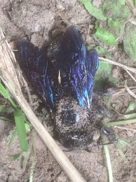 Что это за насекомое и как с ним бороться