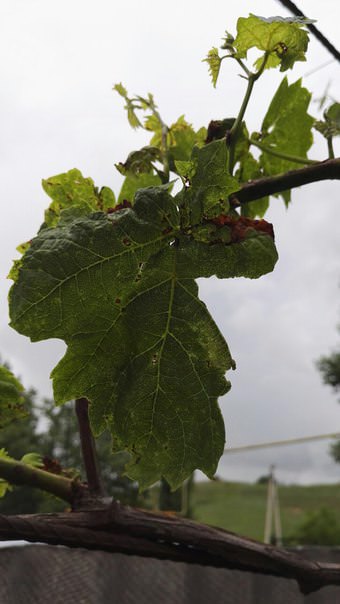 Что случилось с виноградом