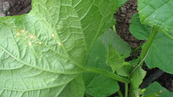 Чем заболели огурцы в теплице