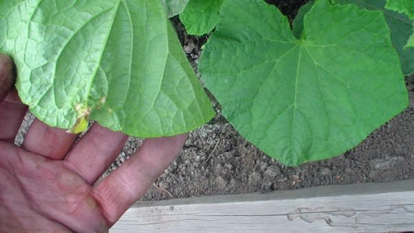 Чем заболели огурцы в теплице