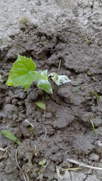 Почему у огурцов поникли листья после посадки