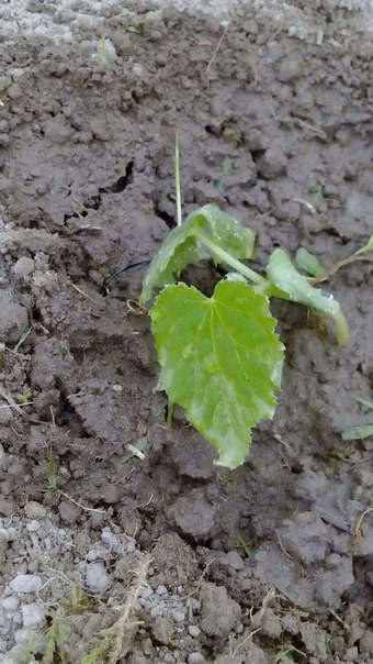 Почему у огурцов поникли листья после посадки