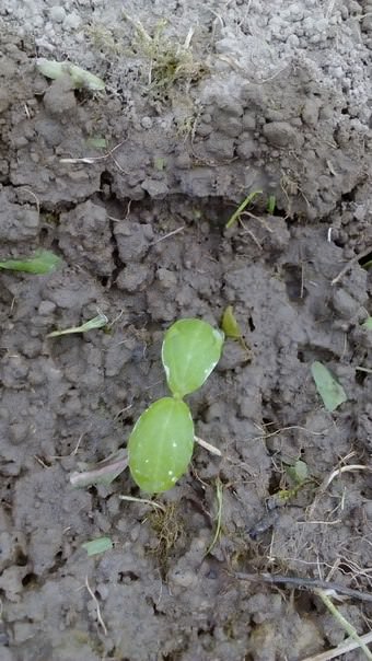 Почему у огурцов поникли листья после посадки