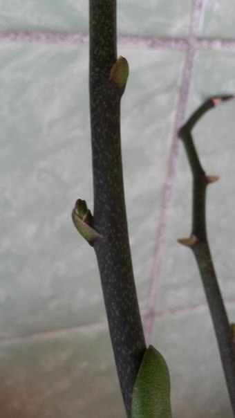 Как выращивать орхидеи