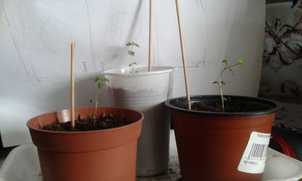 Что делать, если чабрец вытянулся и падает при опрыскивании