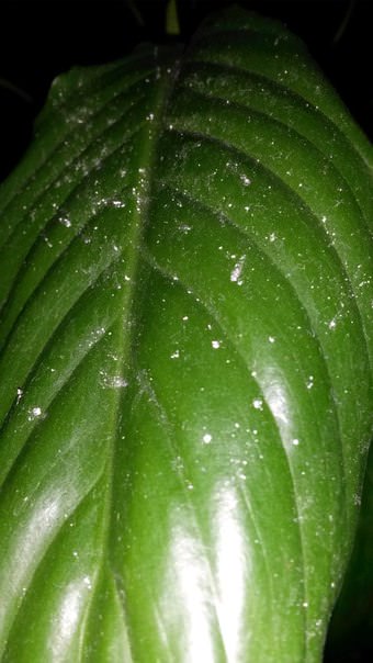 Должна ли у спатифиллума быть такая пыльца