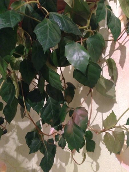 Почему на листьях березы появились ржавые пятна