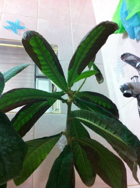 Почему у мушмулы потемнела кромка листьев