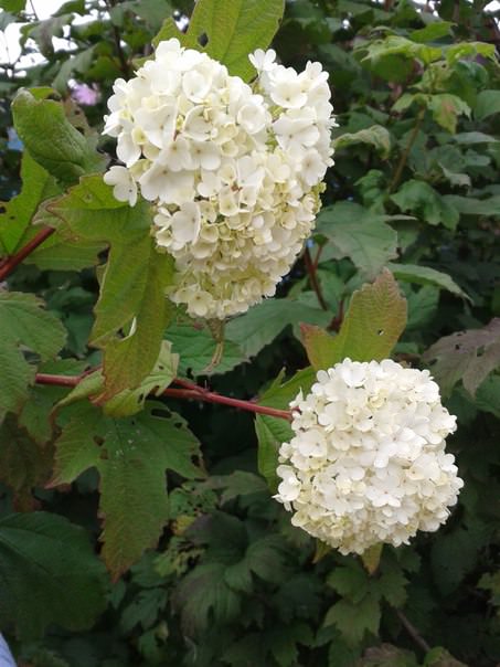 Что делать, если зацвела декоративная калина