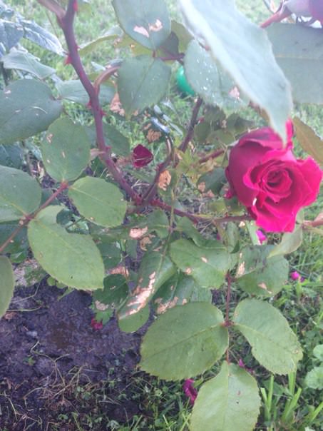 Почему желтеют листья розы, крыжовника и смородины