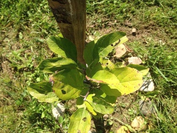 Почему листья сливы скручиваются