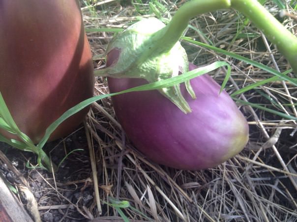 Почему баклажаны стали зеленеть