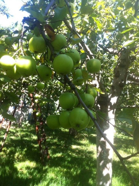 Средство, как иметь урожай яблок каждый год