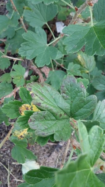 Почему сохнет крыжовник