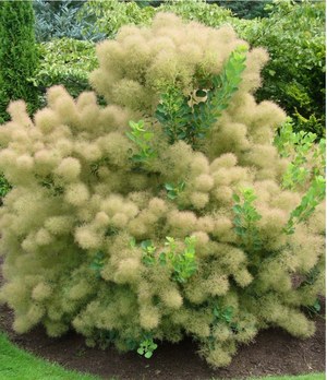 Вечнозеленые  кустарники