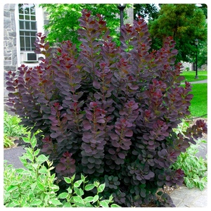 Виды  кустарников