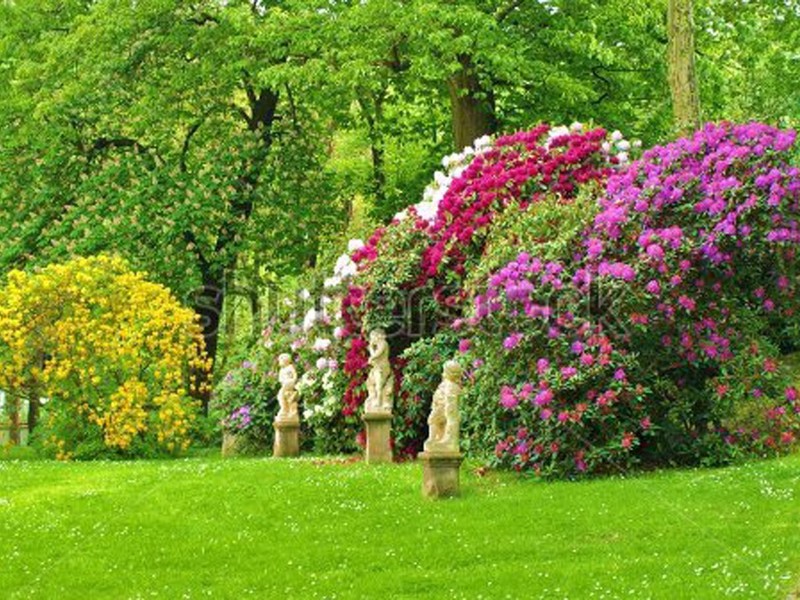 Спирея калинолистная 