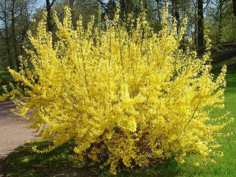 Саженцы декоративных кустарнико