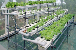 Что такое гидропоника