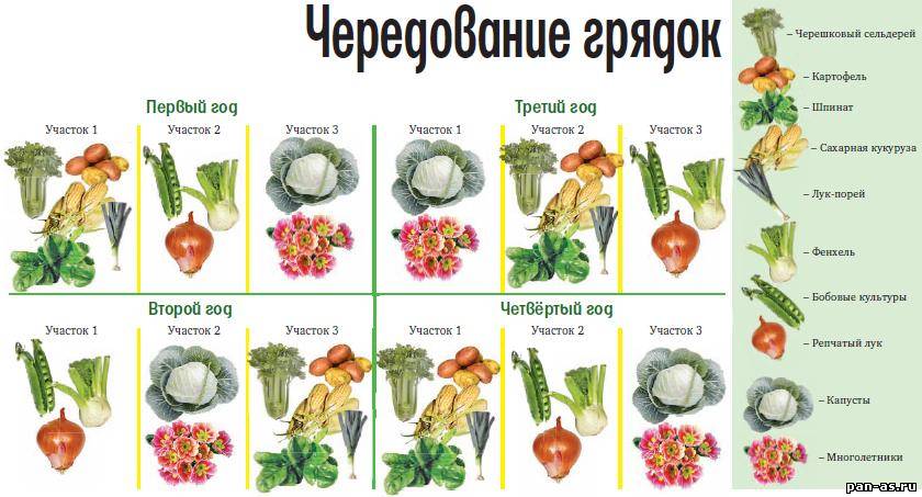 Соседство овощных культур на огороде таблица с фото