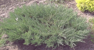 Можжевельник. - казацкий 