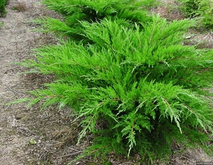 Виды можжевельников