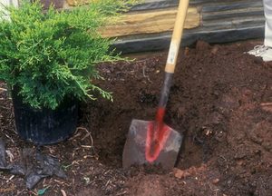 Правила посадки можжевельника