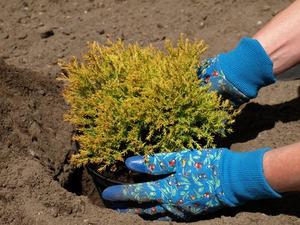 Можжевельник - посадка и уход 