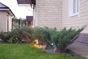 Можжевельник выращивание и уход  