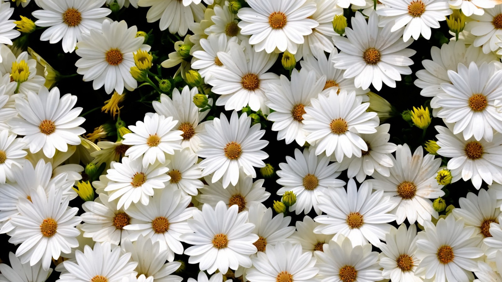 Белые низкие цветы фото