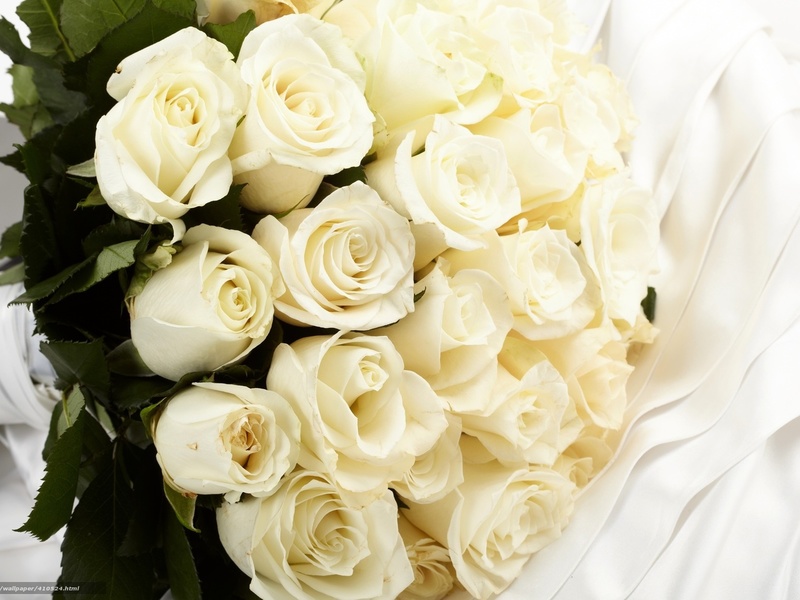 Особенности посадки белых роз