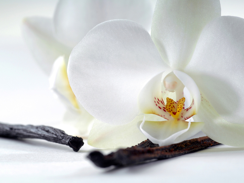 Какие цветы белого цвета