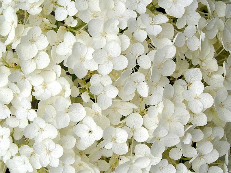 Спирея белые цветы фото и описание