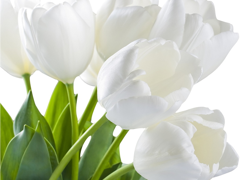 Тюльпаны Белые   