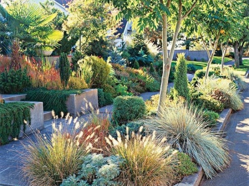 Как ухаживать за злаковыми в саду Злаковые в саду