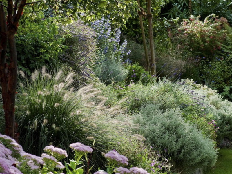 Как поливать злаковые Как вырастить злаковые