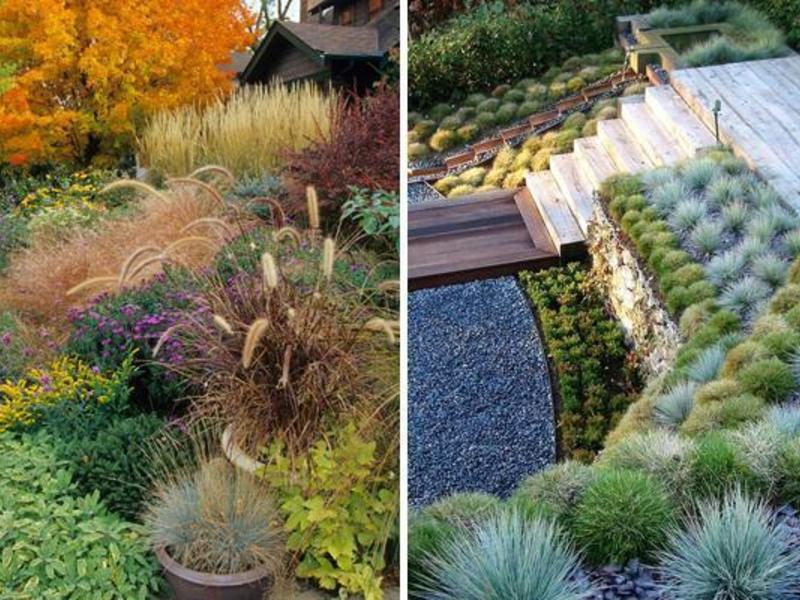 Декоративные злаки в цветнике Как ухаживать за злаковыми