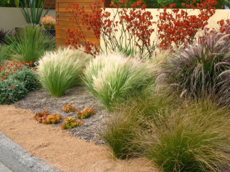 Оформление дизайна сада Сорта и виды злаковых
