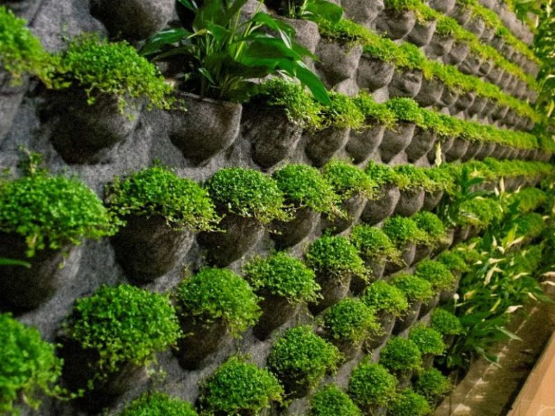 Как вырастить вертикальный сад Вертикальное евро- озеленение